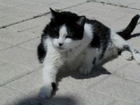 Gata