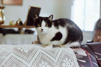 Gata_2