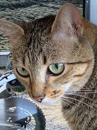 PDCat