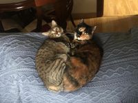 PDCat_Baghera
